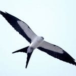 article image -
